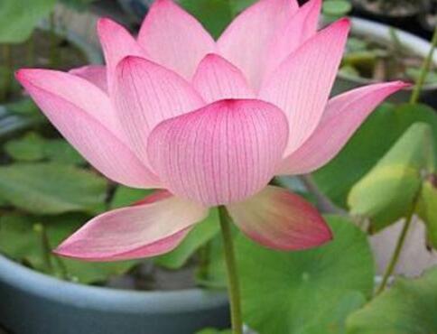 养碗莲,做到“3多”,不干叶绿油油,开花勤,3天冒一个花苞