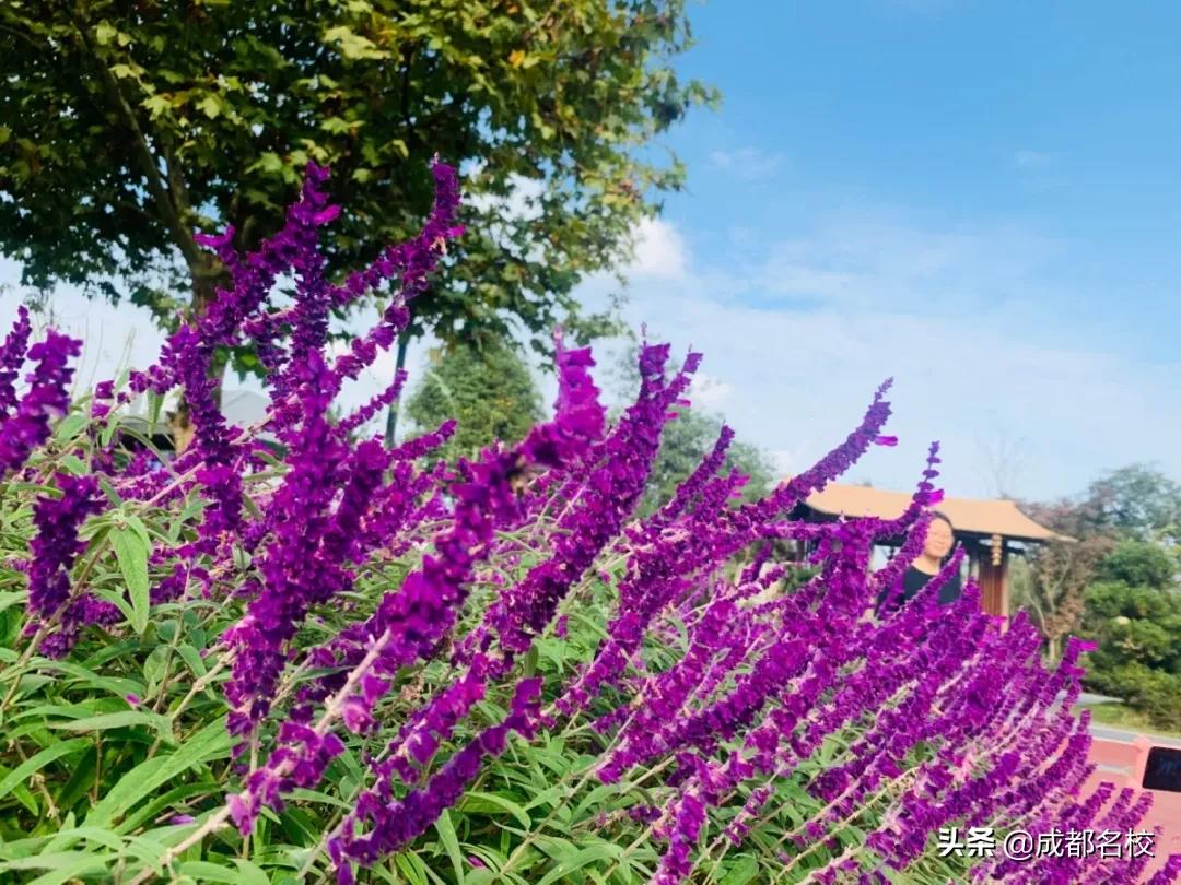 成华区新建湿地公园有哪些,成华区的综合性公园有哪些