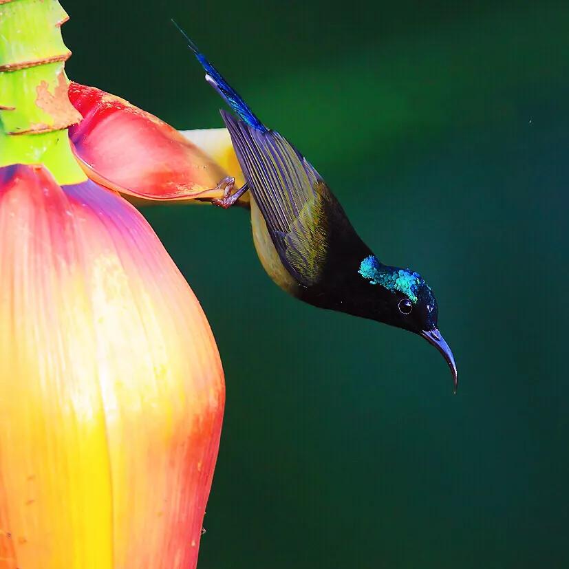 蜂鸟与太阳鸟区别,太阳鸟就是蜂鸟吗