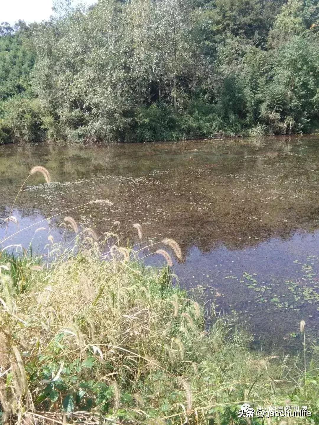 大草龟和小草龟谁好养,变异草龟和草龟的区别