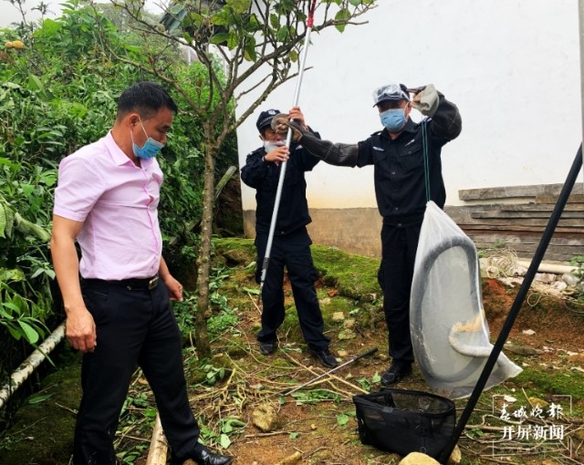 家中闯入眼镜王蛇,女子家中发现2米的眼镜王蛇