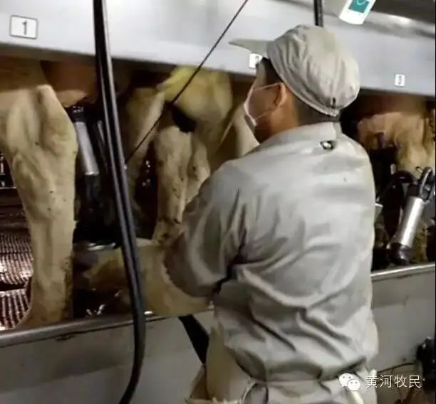 奶厅操作工,奶厅操作工是干什么的