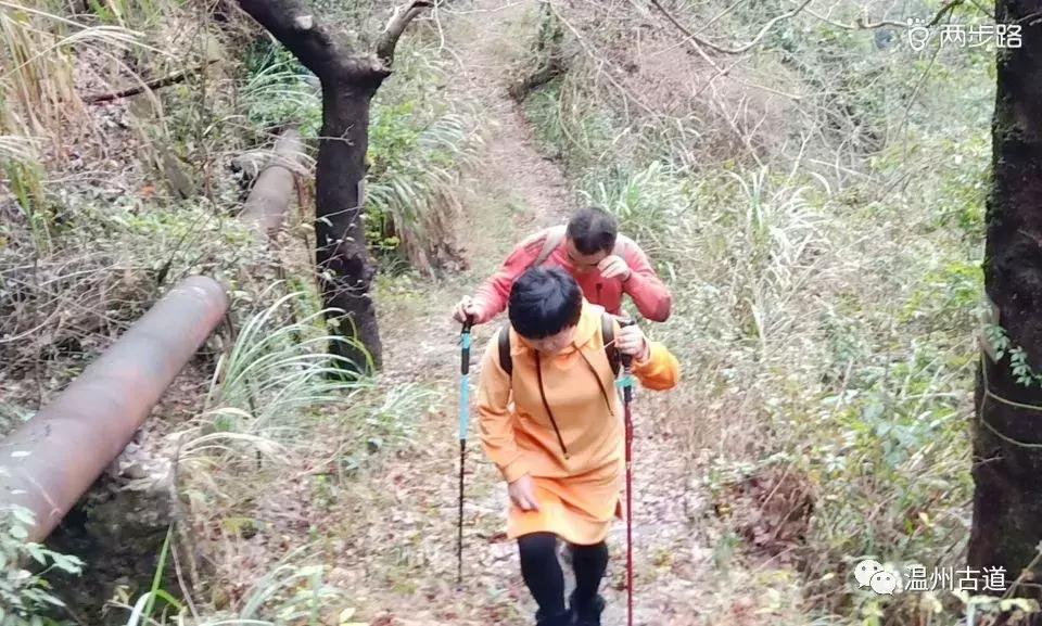 温州茶山红枫古道,浙江温州永嘉红枫古道