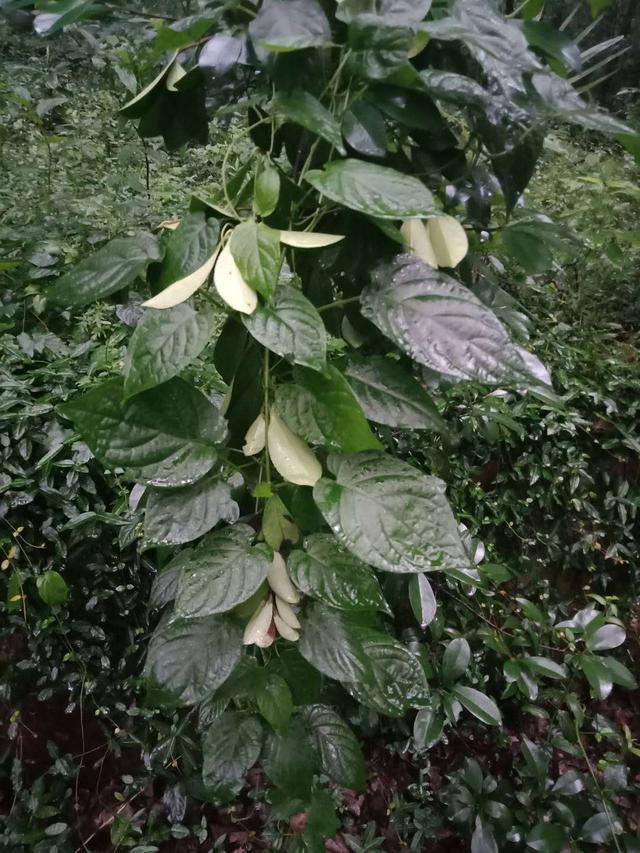 holdup视频,重新诠释经典