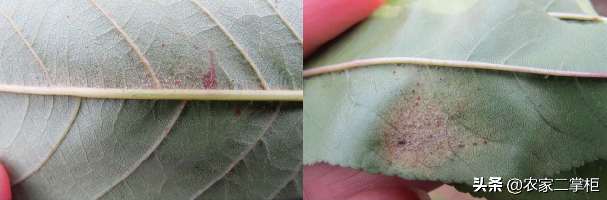设施甜樱桃花期管理,樱桃种植技术及病虫害防治