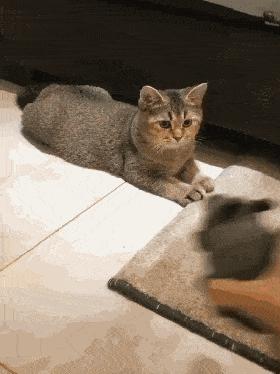 养猫就是抓老鼠吗,还有多少人养猫是为了抓老鼠的