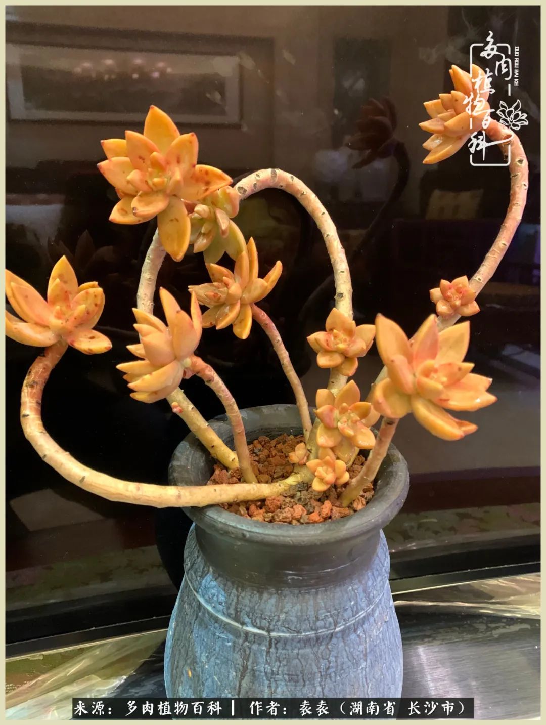 栽花种草的岁月，万物生长之阴晴圆缺