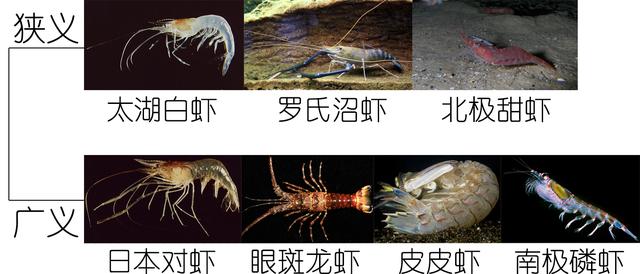 硬壳罗氏虾和软壳罗氏虾的区别,罗氏虾鳌虾甜虾有什么不同