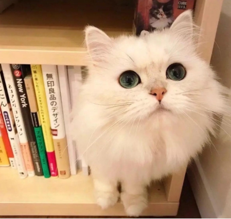 猫咪口吐白沫需要做什么检查,猫咪口吐白沫怎么办