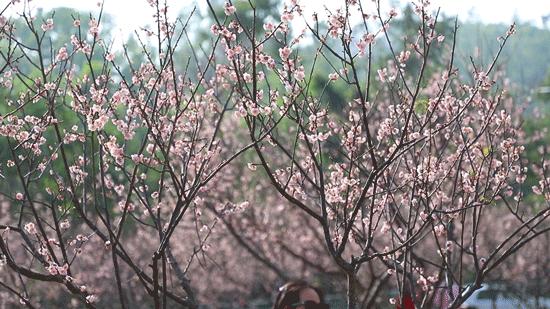 深圳隐秘风景,深圳粉色花海视频