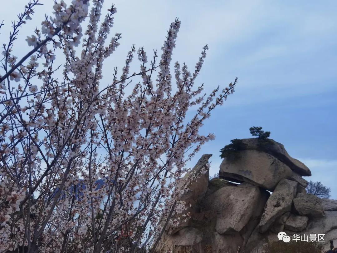 五一华山旅游攻略,五一旅游华山攻略