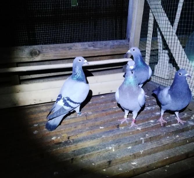 同窝鸽子相差太大怎么办,同窝鸽子大的好还是小的好