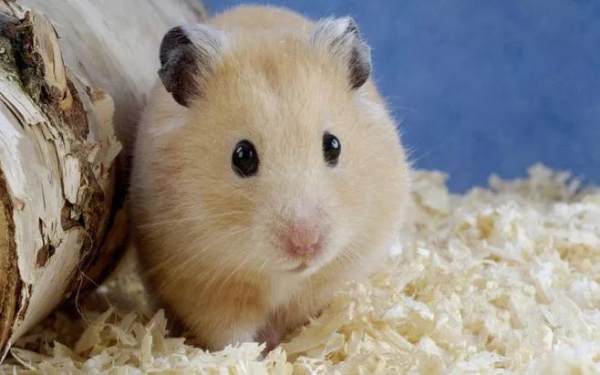 意大利生活真的好吗,意大利家庭的真实生活