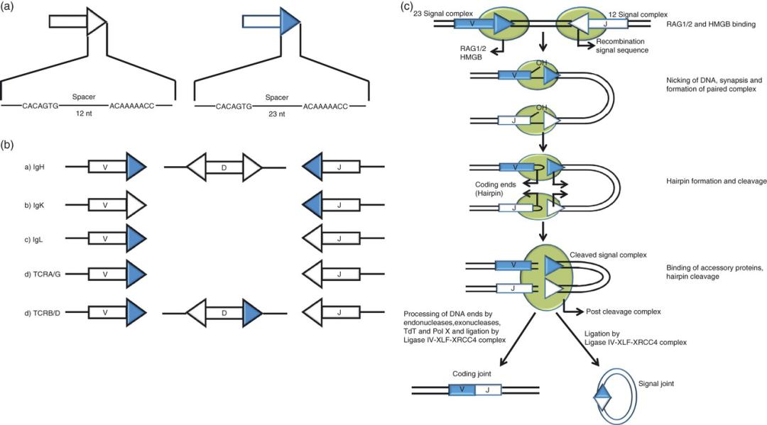rag1灏忛紶,rag1鍩哄洜