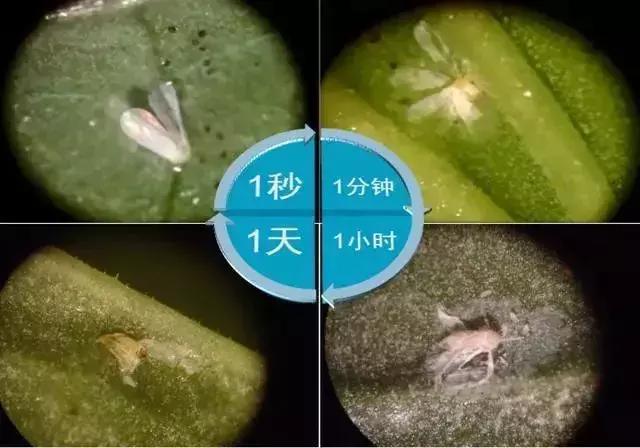 有机硅与橙皮精油,有机硅助剂和橙皮精油