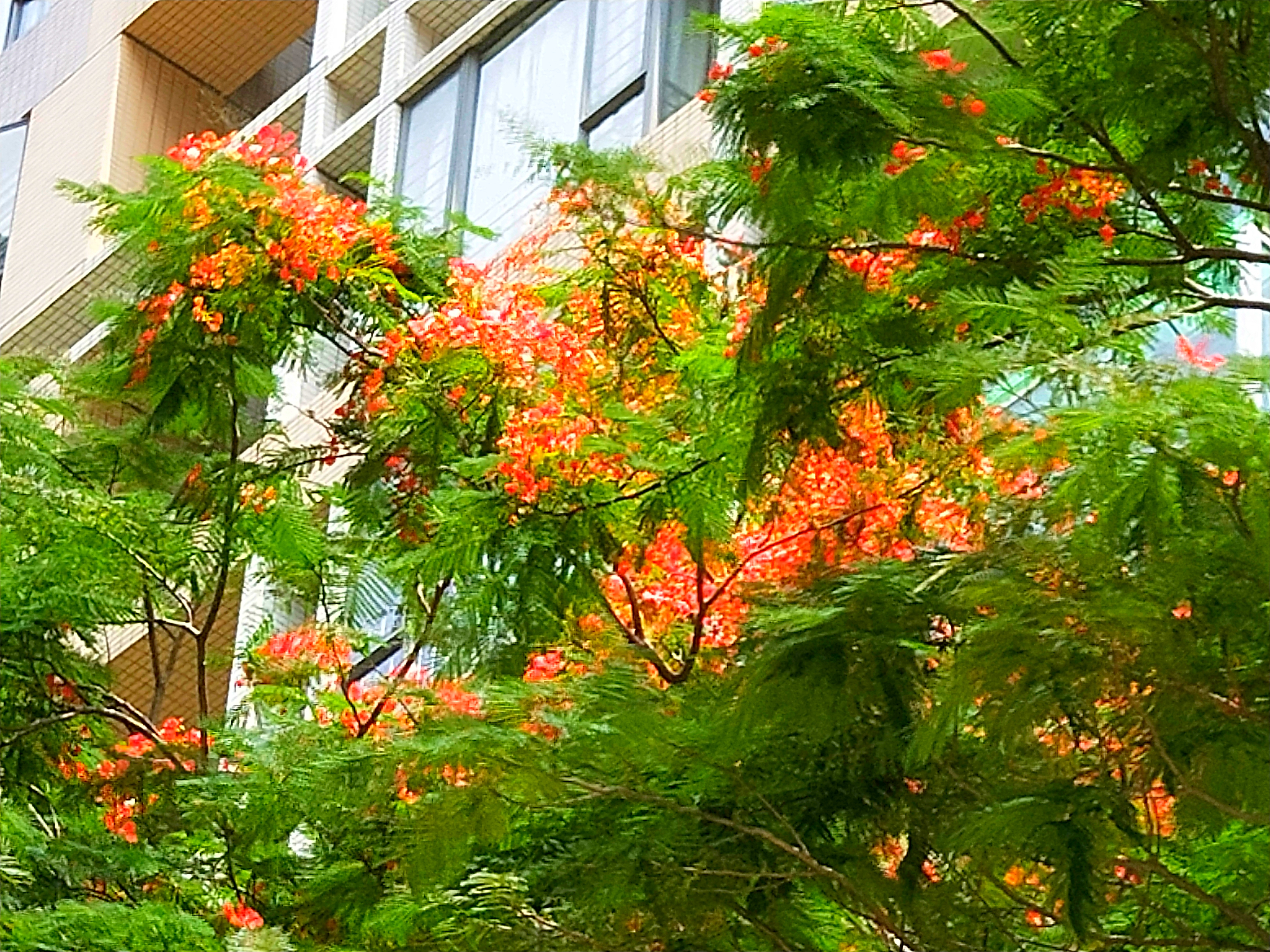 满树红红的花,满树盛开的石榴花