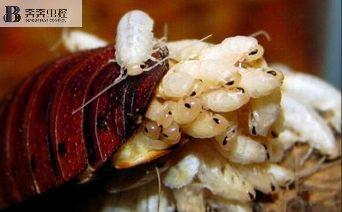 上海专业灭鼠公司,上海专业杀虫