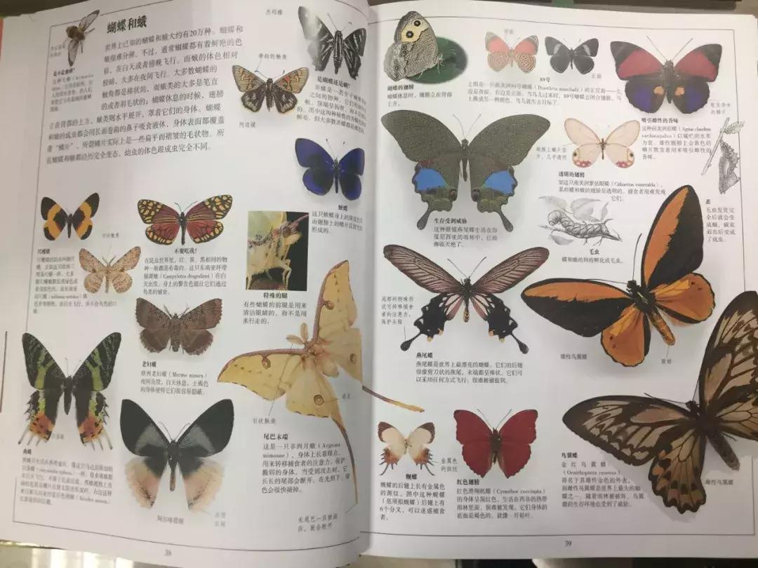 儿童dk哪些书籍值得买,dk儿童书籍推荐