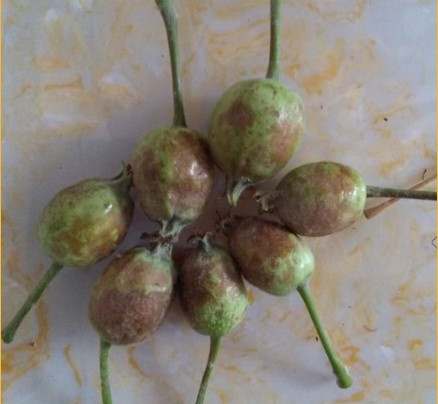 苹果出现斑点，到底是怎么回事？