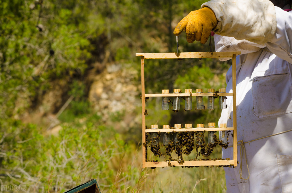 创业靠养蜂致富,90后养蜂创业小伙子