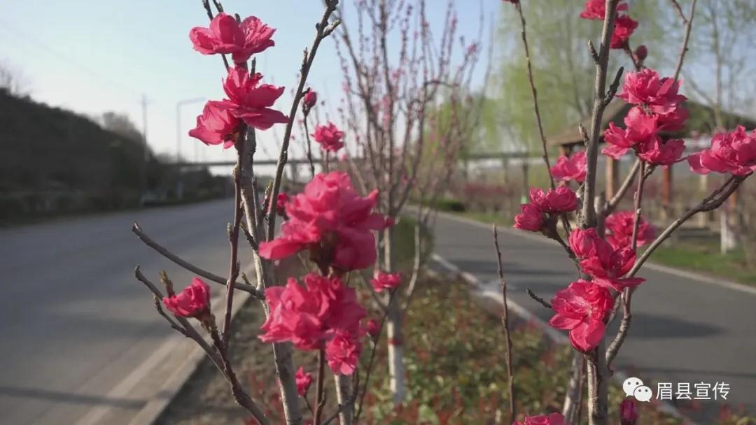 眉县花开的地方,眉县槐芽镇踏青赏花