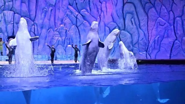 珠海长隆海洋王国一天可以玩完吗,珠海长隆海洋王国乘高铁哪个站近