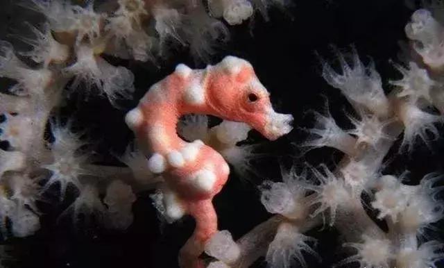 世界十大不寻常宠物,全球最稀有的宠物