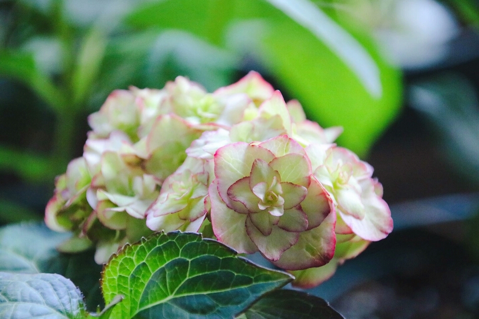 我养的花有点叶子不绿了怎么办,绣球的花苞枯萎怎么办修剪