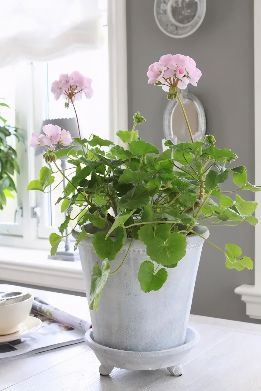 冬天天竺葵叶子发黄是什么原因,什么季节养天竺葵花最好