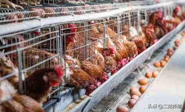 蛋鸡不下蛋了怎么处理,蛋鸡不生产的解决方法