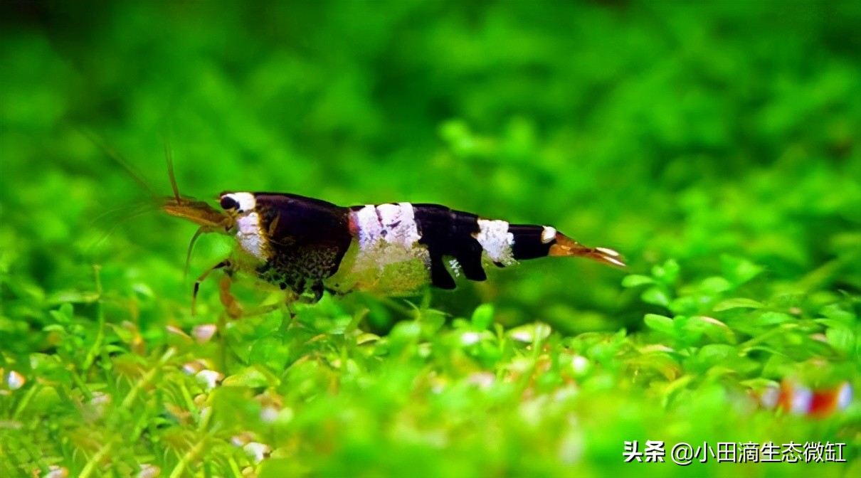 宠物虾简单养殖,虾类宠物观赏