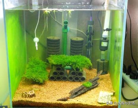 鱼缸中的清洁工最好的选择,鱼缸清洁工清道夫有作用吗