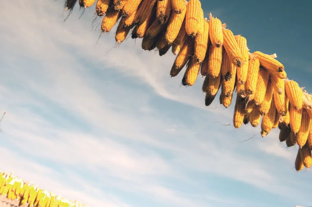 山西废弃窑洞发现隐藏20年的秘密,窑洞里有什么怪事