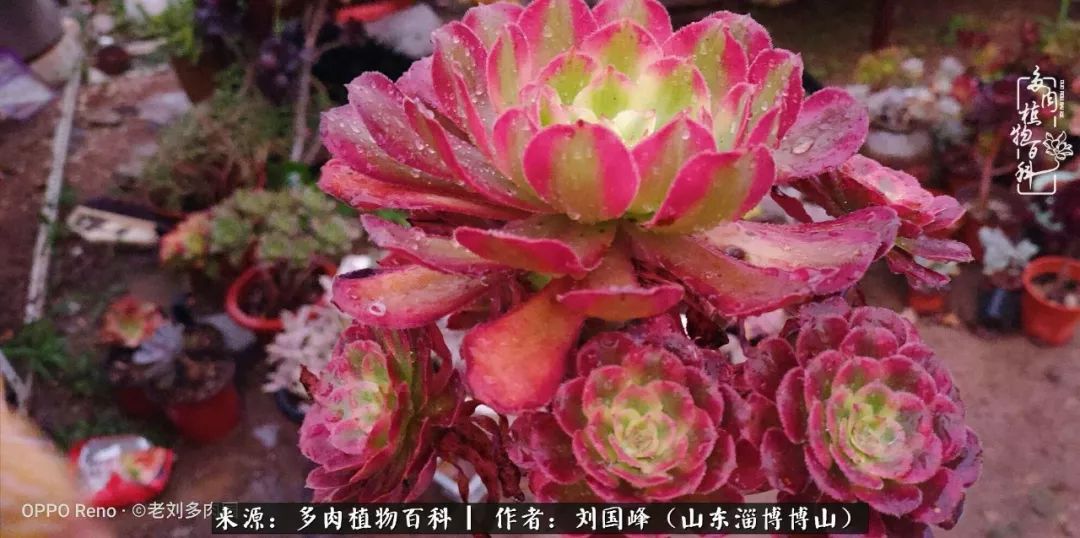 多肉植物大王叫我来巡山,大王叫我来巡山绿植