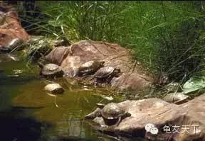 创造自然龟龟环境（翻译国外文章）