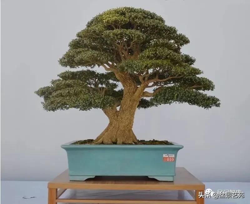 盆景黄杨,赏优美盆景