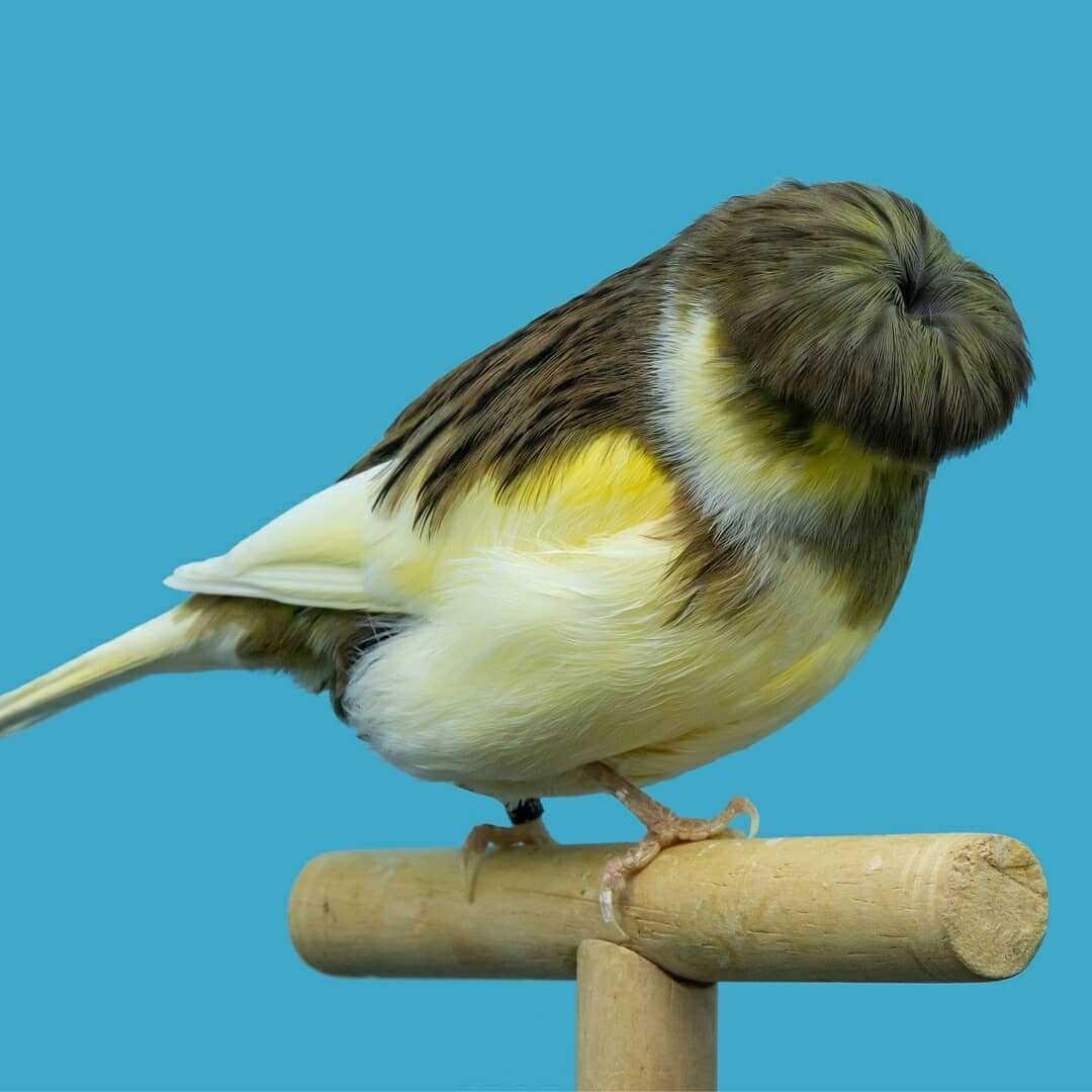 加拿大出现怪异的东西,加拿大无头怪