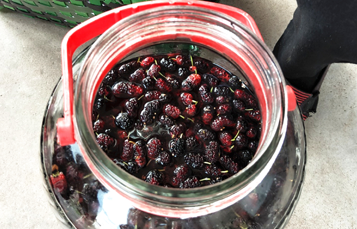 桑葚泡酒的正确方法与功效,桑葚泡酒的方法