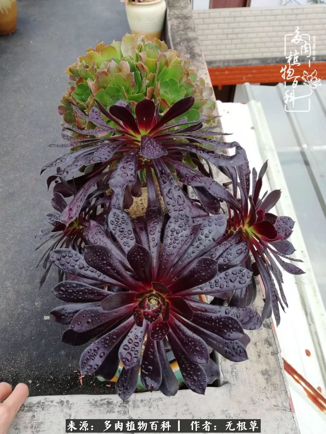 多肉寒冬中茁壮成长,多肉岁月的沉淀