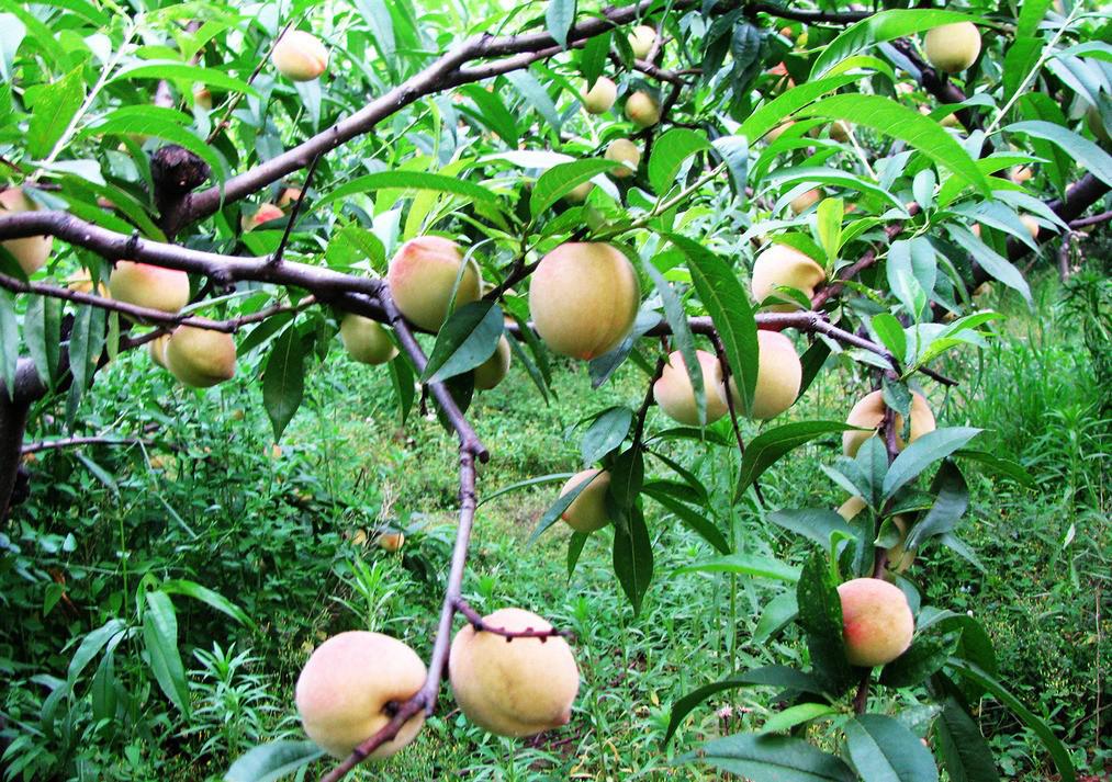 吃桃子的好处及功效与作用,吃西瓜和桃子会有什么好处