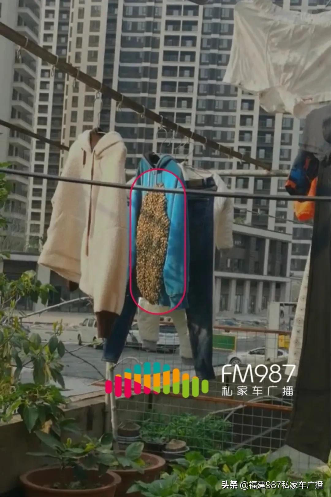 福州衣服爬满蜜蜂,福州市民晒一天衣服爬满蜜蜂