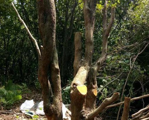 原始森林找赤楠古桩,挖野生赤楠盆景