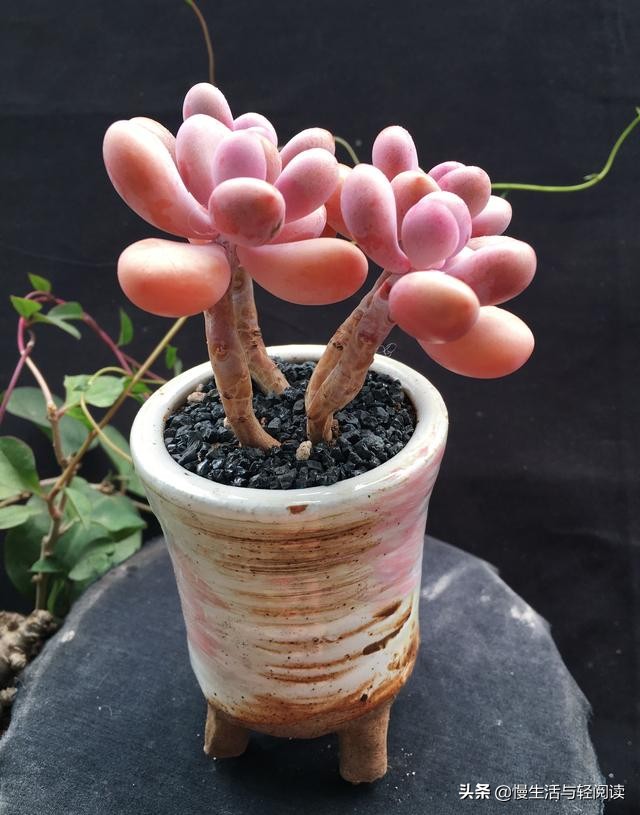 免费阅读：《慢生活·轻阅读》1867期