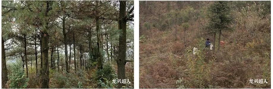 安徽道地药材天麻,天麻的道地药材