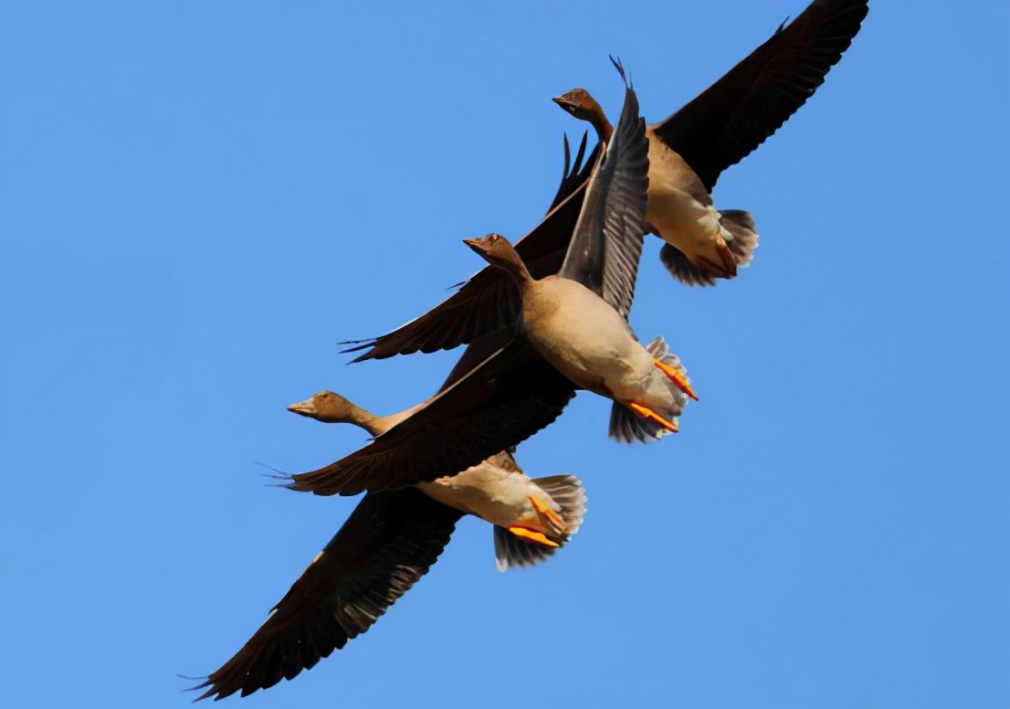 大雁落难辽宁,精疲力尽在高速上贴地飞行,是掉队了吗?