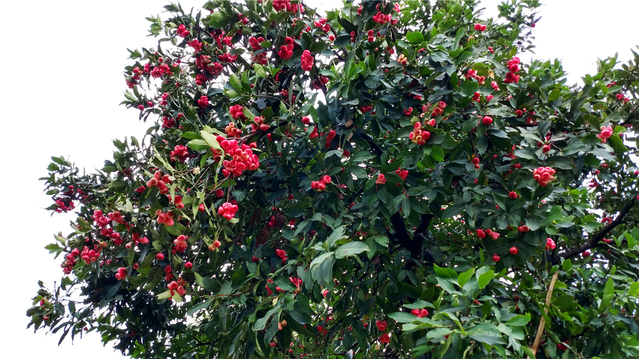 姘存灉鐨囧笣,鍗楀寳姘存灉鐨囧笣