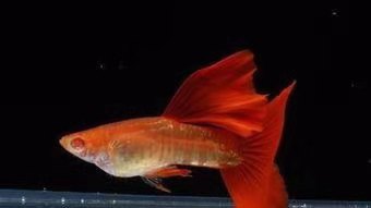 一口气买了3000条孔雀鱼,买了7条孔雀鱼第一天就死一条