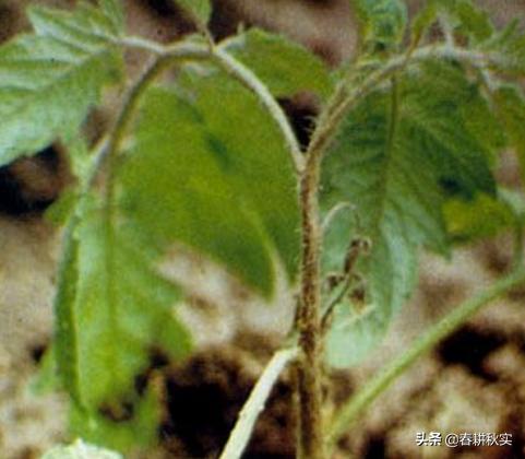 番茄得了晚疫病需要把病叶摘除吗,番茄种植管理技术番茄晚疫病防治