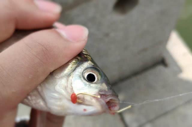 小杂鱼闹窝怎么搞,小杂鱼闹窝的最快解决方法