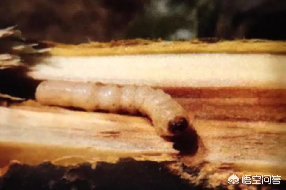 如何消灭果树中的虫,果树蛀虫怎么治最有效